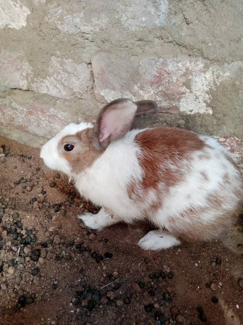Rabbit 0