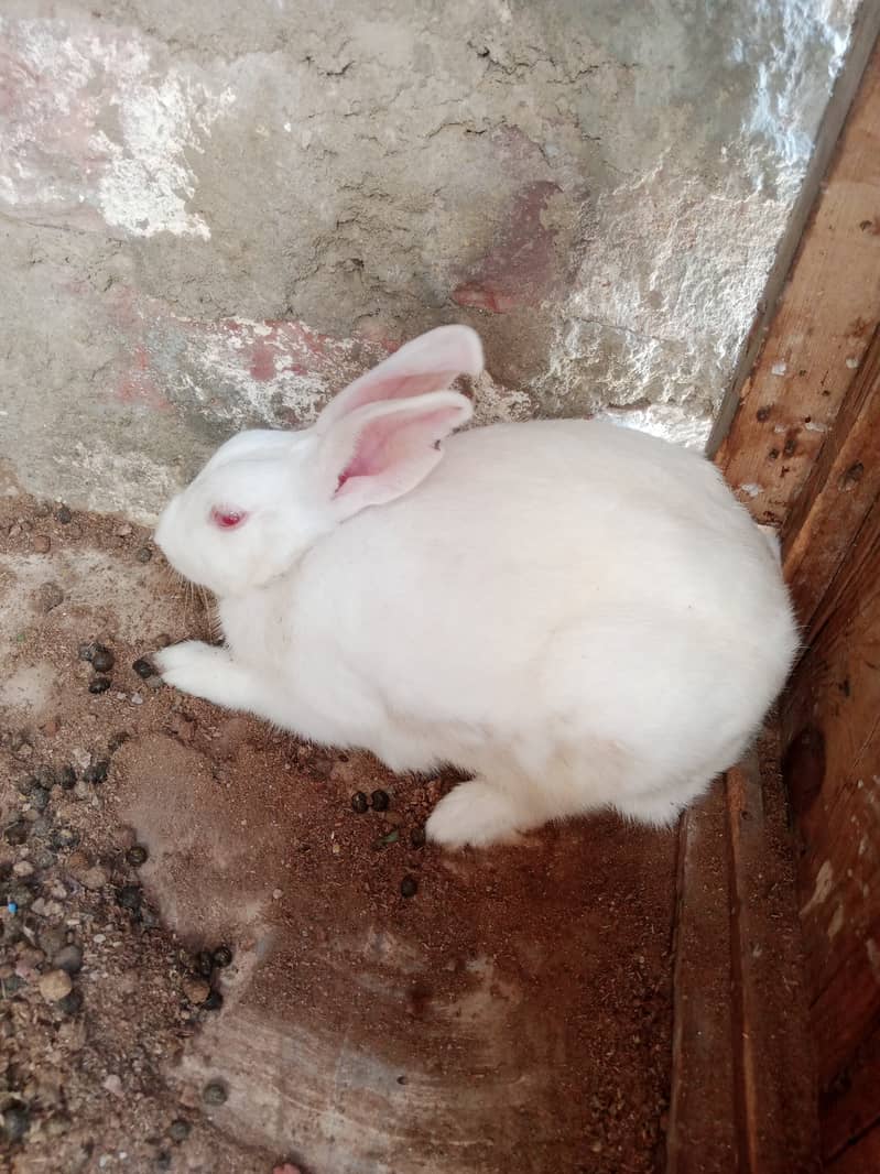 Rabbit 1
