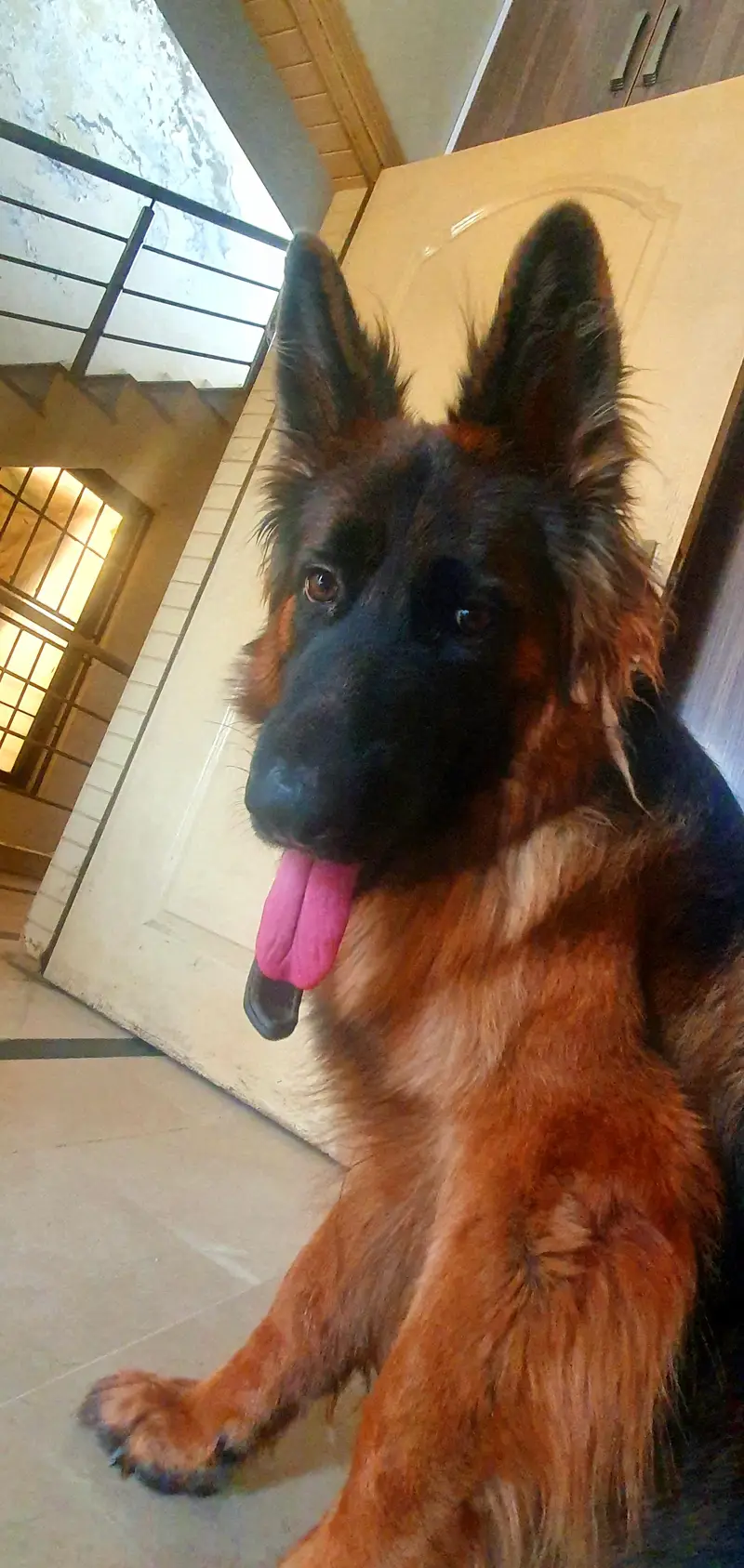 *German Shepherd Female FOR SALE* — photo 2