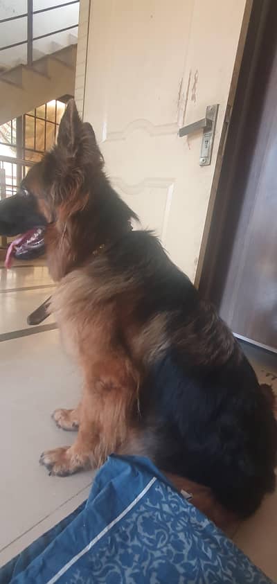 *German Shepherd Female FOR SALE*
