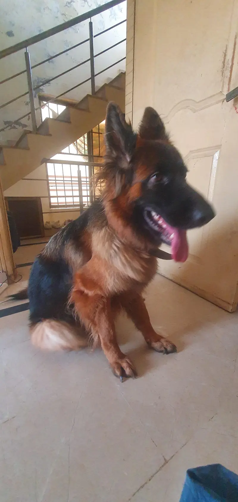 *German Shepherd Female FOR SALE* — photo 4