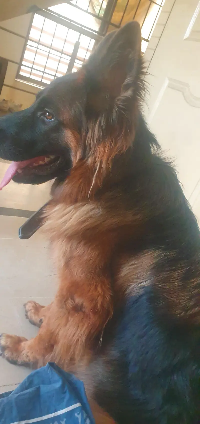 *German Shepherd Female FOR SALE* — photo 5