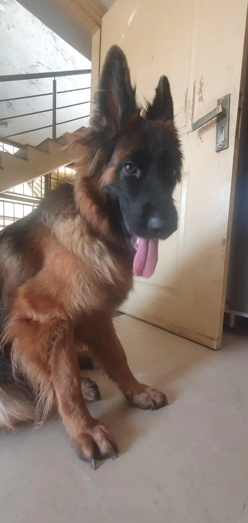*German Shepherd Female FOR SALE* — photo 6