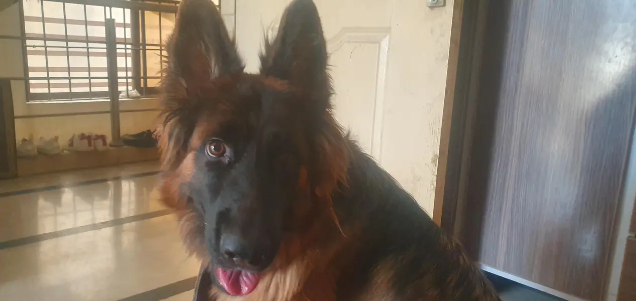 *German Shepherd Female FOR SALE* — photo 7