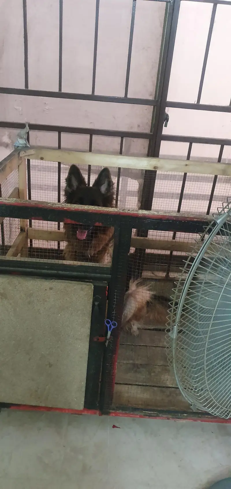 *German Shepherd Female FOR SALE* — photo 8