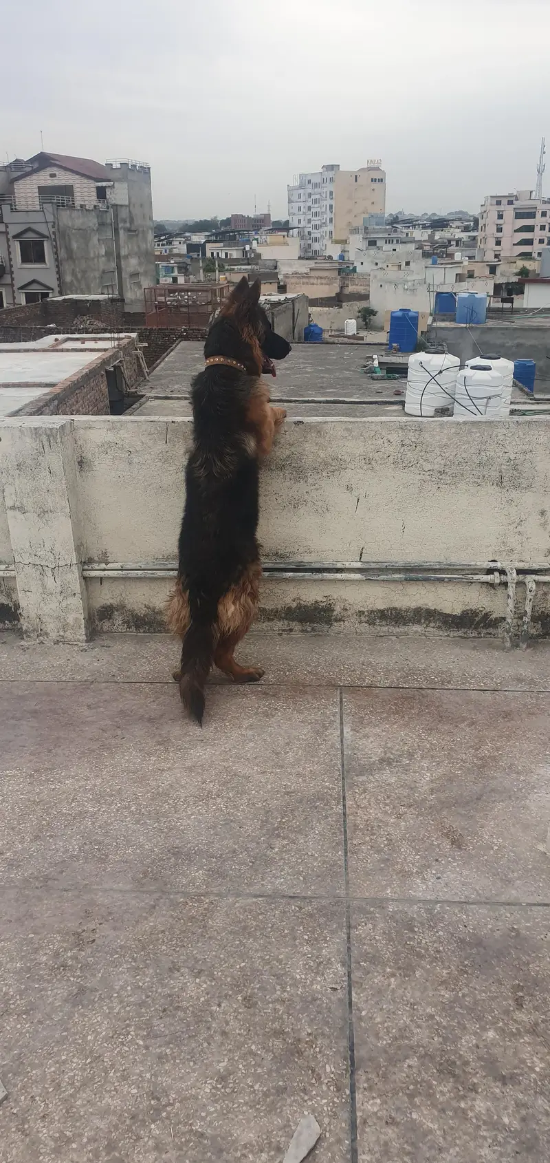 *German Shepherd Female FOR SALE* — photo 9