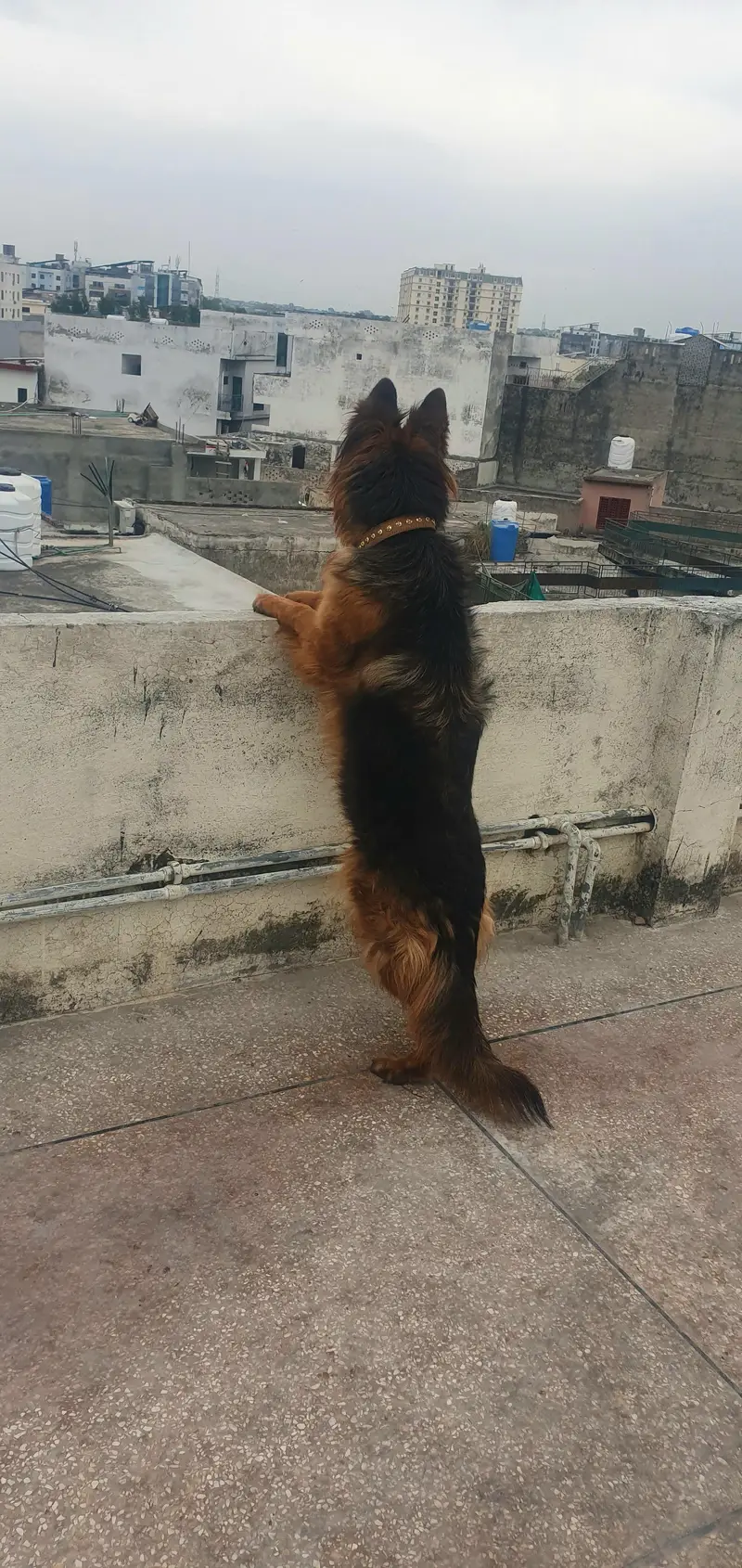 *German Shepherd Female FOR SALE* — photo 10