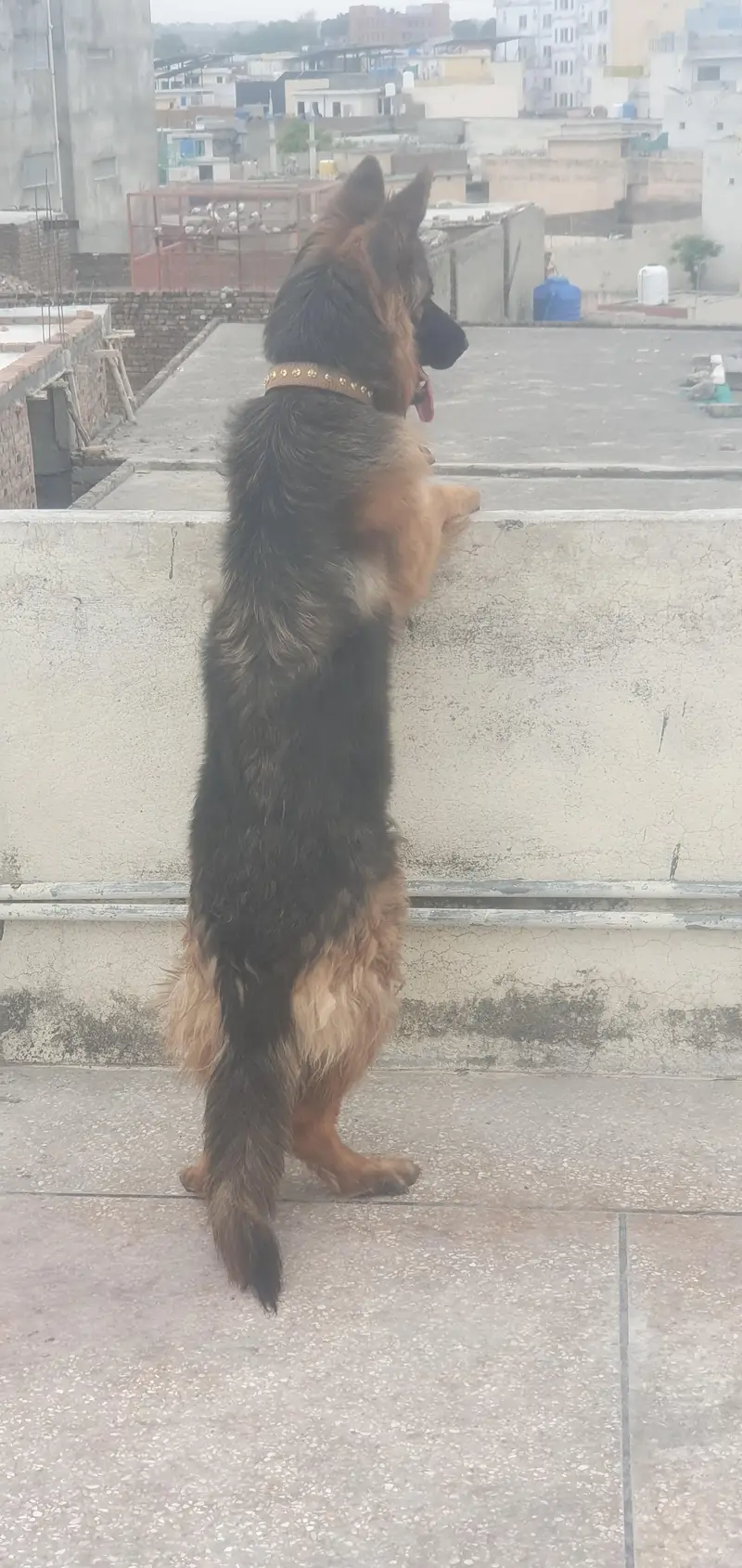 *German Shepherd Female FOR SALE* — photo 11