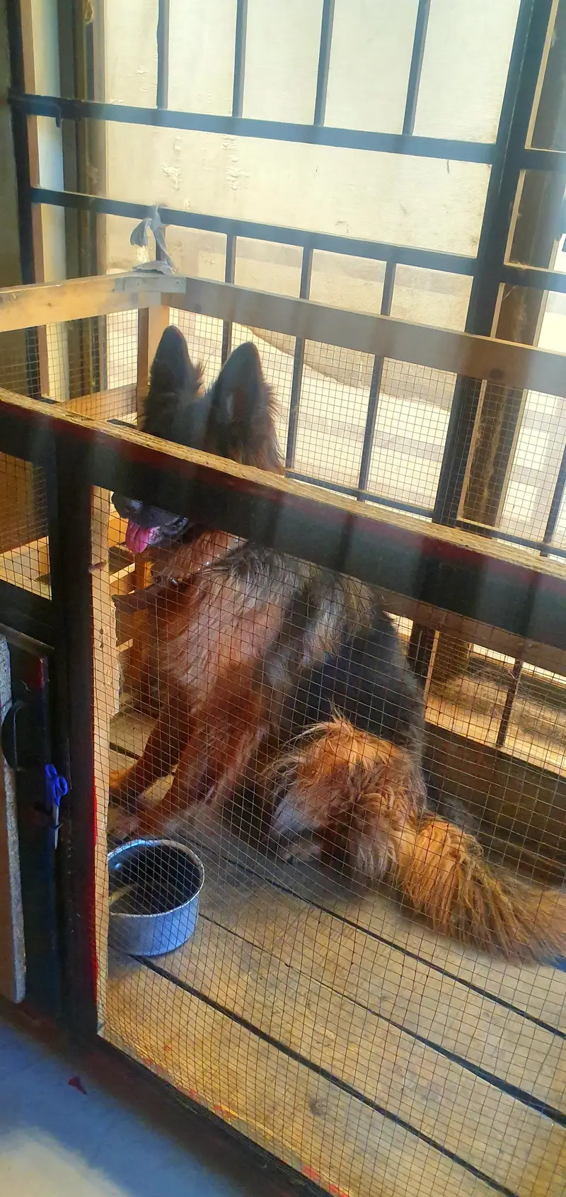 *German Shepherd Female FOR SALE* — photo 12