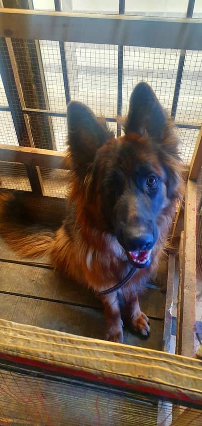 *German Shepherd Female FOR SALE*