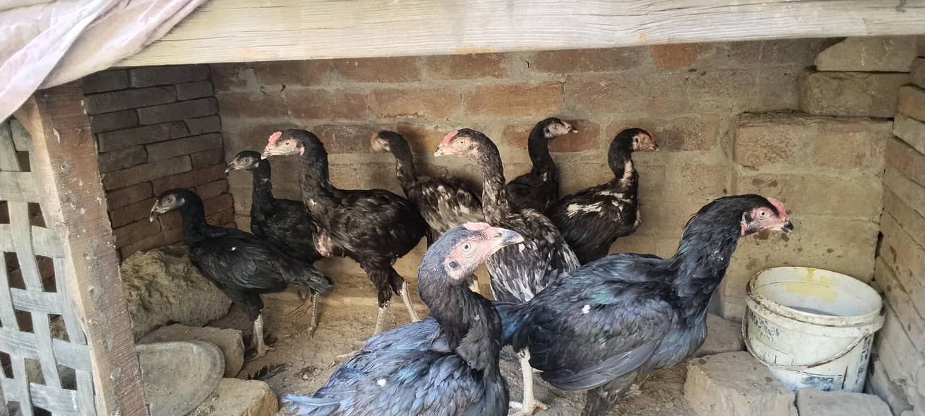 پاکستانی اصیل چھ میل تین فی میل  لوکیسن بغبان پورہ لاہور 0