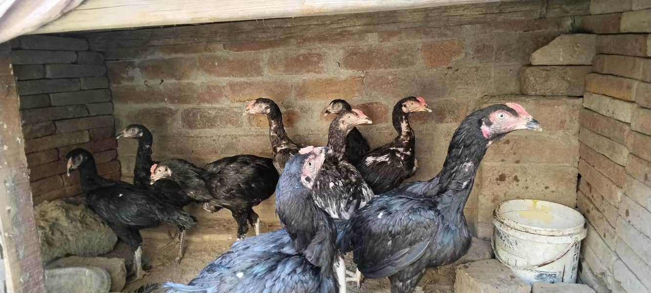 پاکستانی اصیل چھ میل تین فی میل  لوکیسن بغبان پورہ لاہور 1