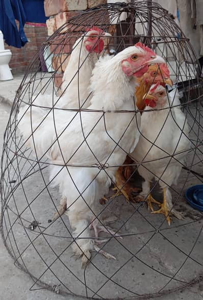 Urgent sale/white buff /8 month old /healthy active/Male