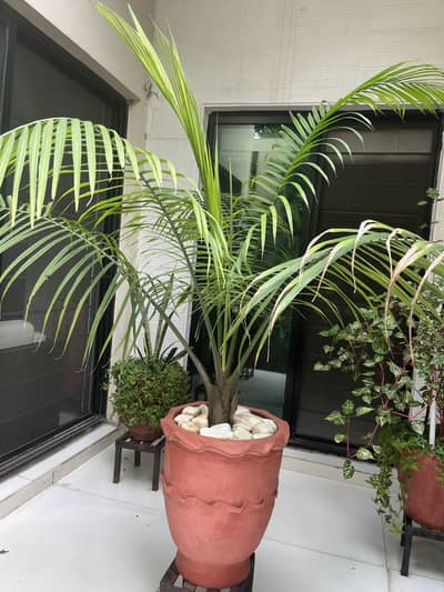Palm plant