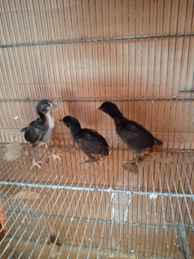 Lasani Mushka Chicks & Coco Aseel Chicks
