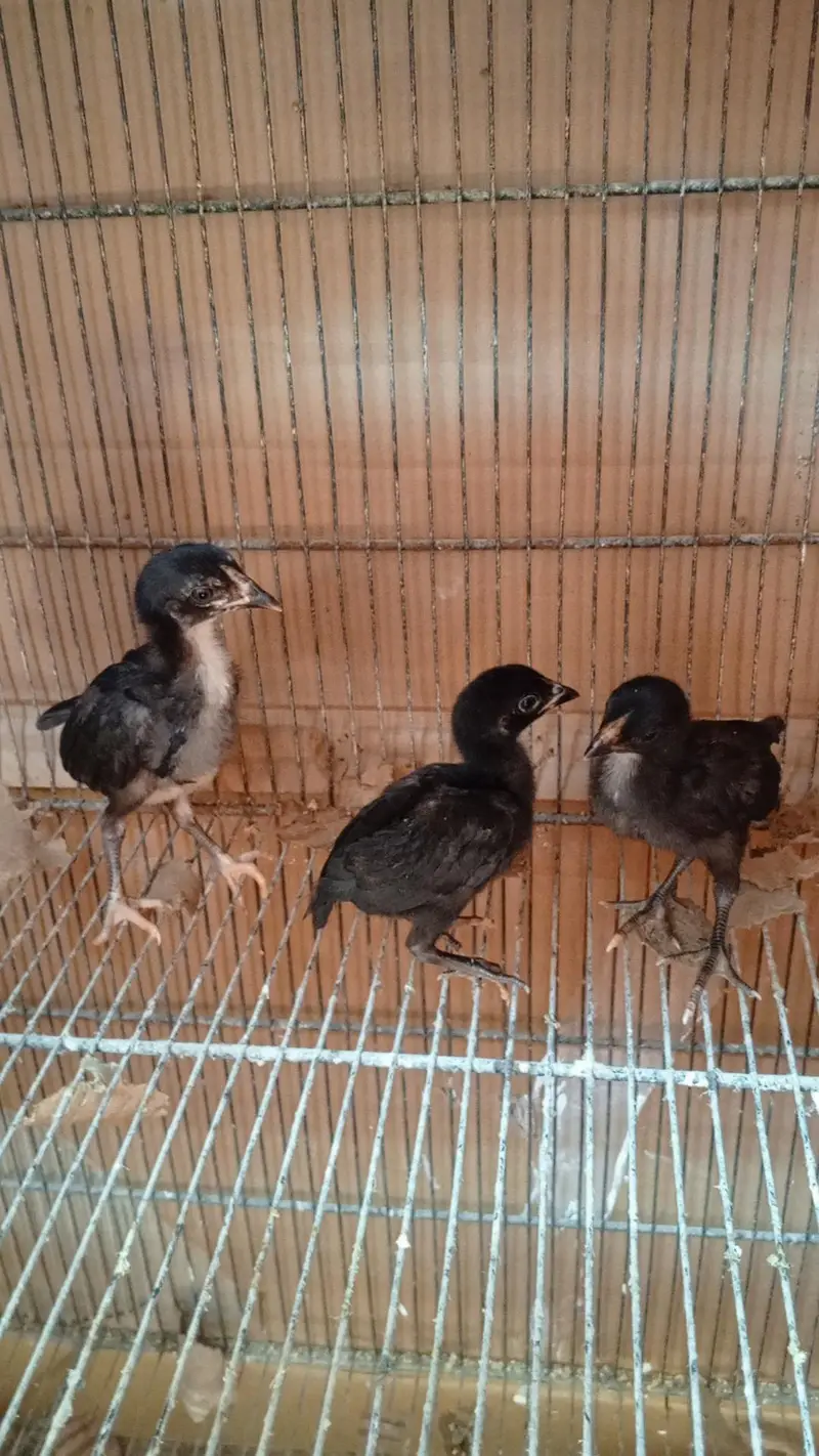 Lasani Mushka Chicks & Coco Aseel Chicks — photo 2