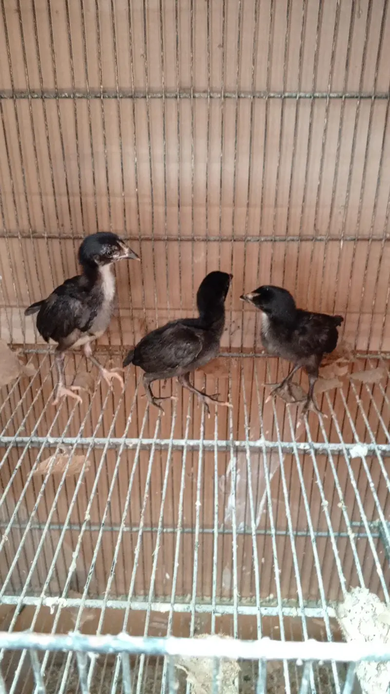 Lasani Mushka Chicks & Coco Aseel Chicks — photo 3