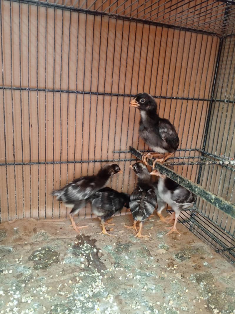 Coco Aseel Chicks 0