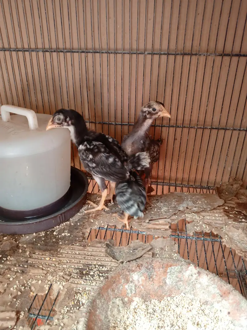 Lasani Mushka Chicks & Coco Aseel Chicks — photo 5