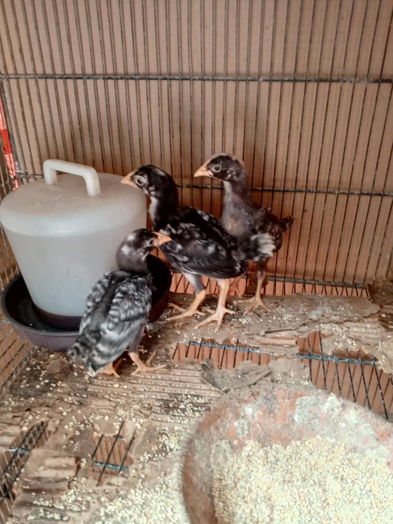 Coco Aseel Chicks 2