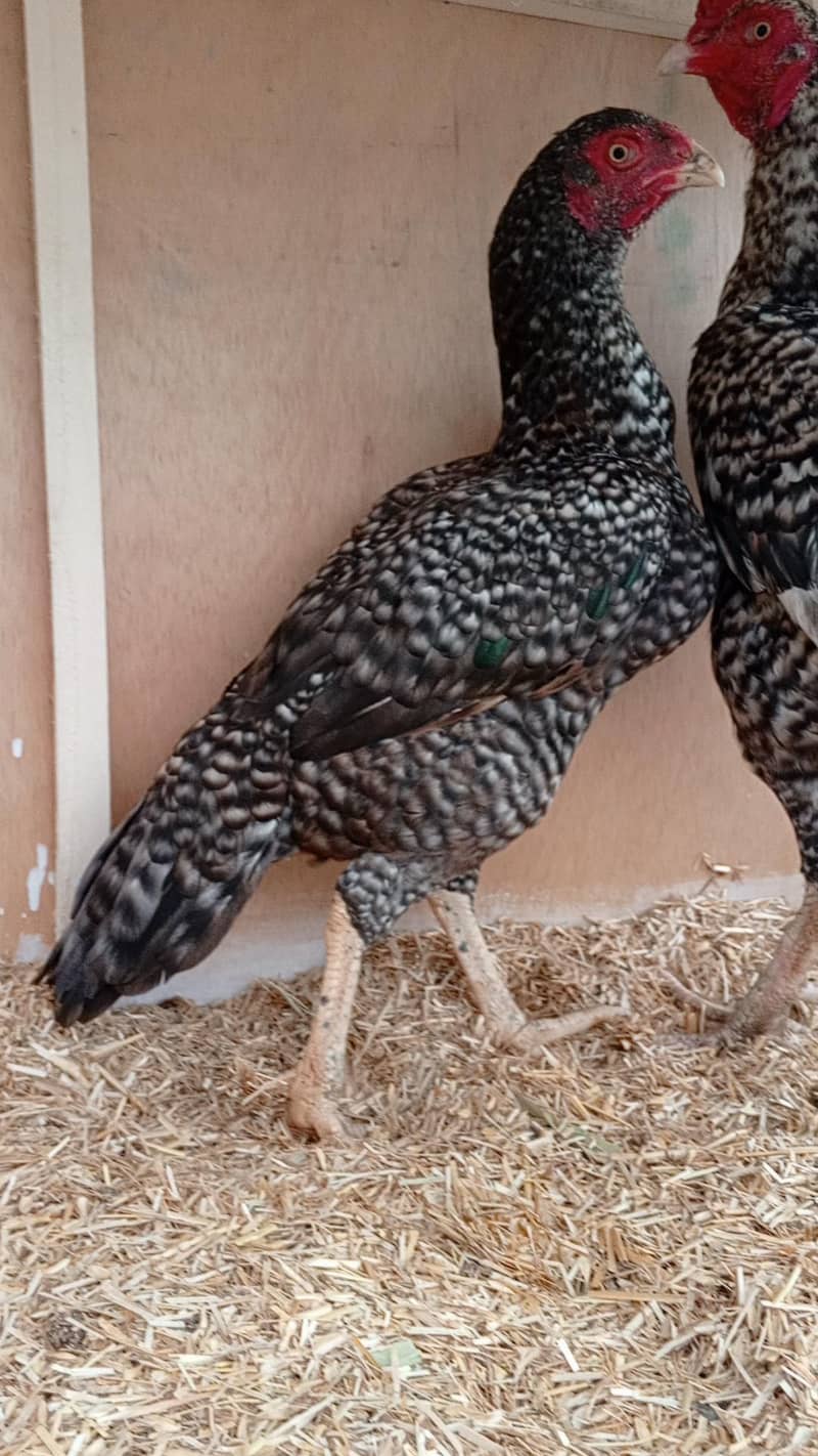 Coco Aseel Chicks 3