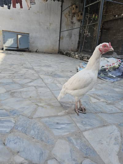heera aseel female