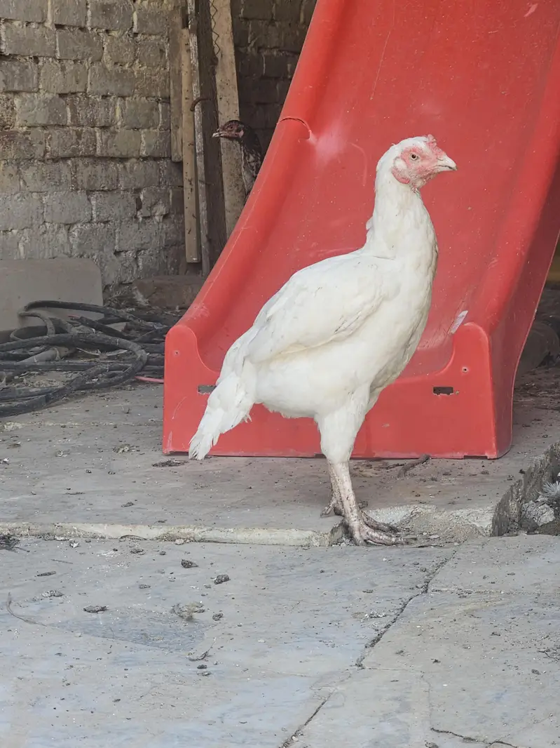heera aseel female — photo 5