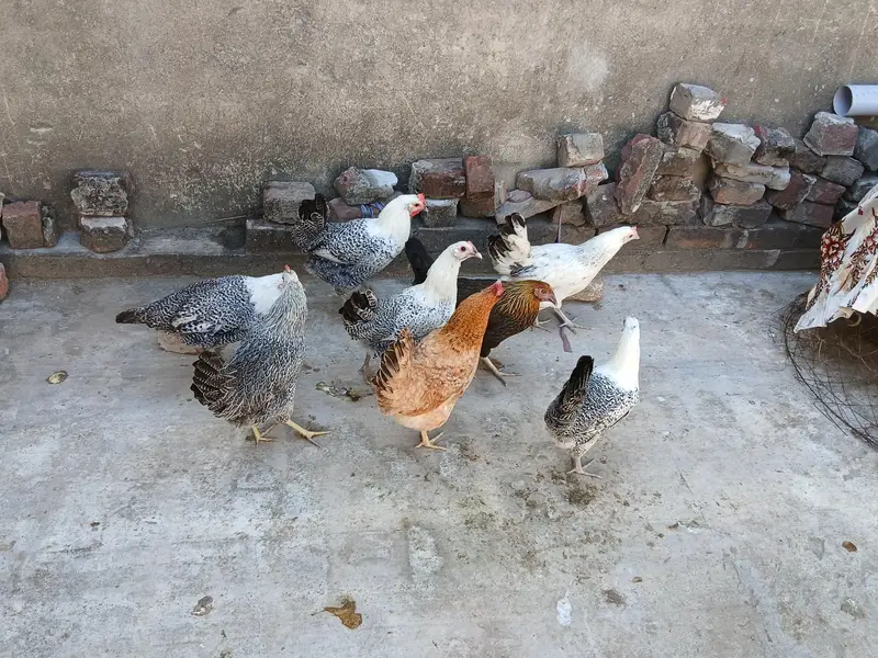 feomi egyption or desi murgya or ek murga for sale — photo 2