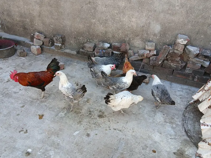feomi egyption or desi murgya or ek murga for sale — photo 3