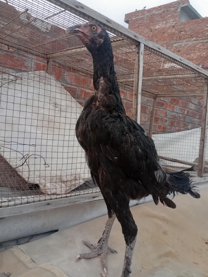 parmoz breed Thai close me high quality chicks. 03074327731. — photo 2