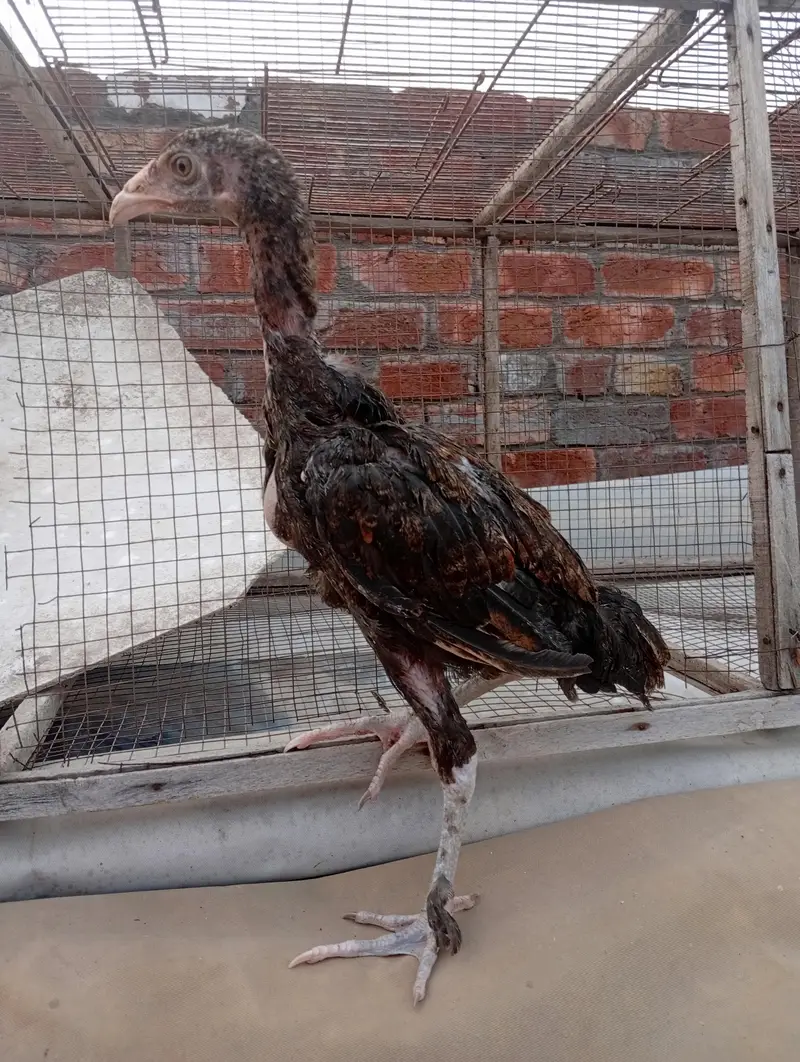 parmoz breed Thai close me high quality chicks. 03074327731. — photo 6