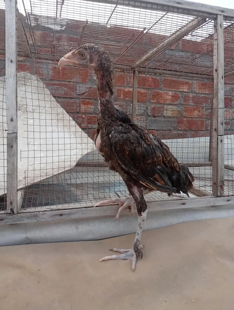 parmoz breed Thai close me high quality chicks. 03074327731. — photo 7