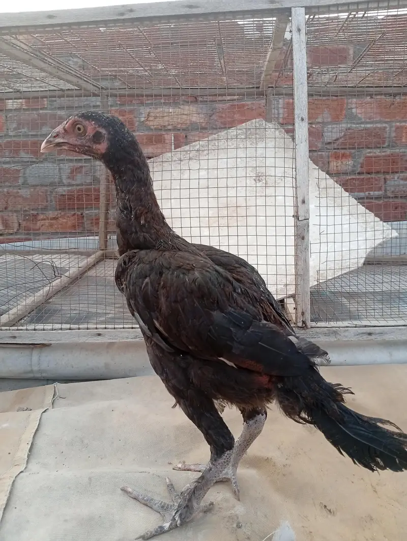 parmoz breed Thai close me high quality chicks. 03074327731. — photo 4