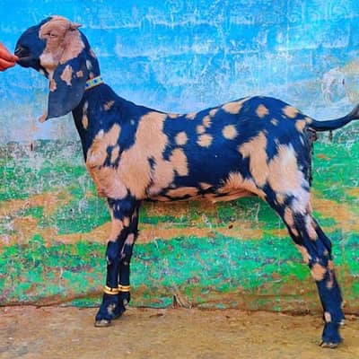shera Print Bakri For Sale