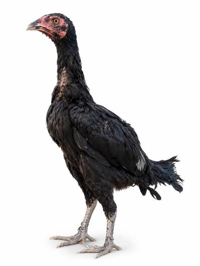 parmoz breed Thai close me high quality chicks. 03074327731.