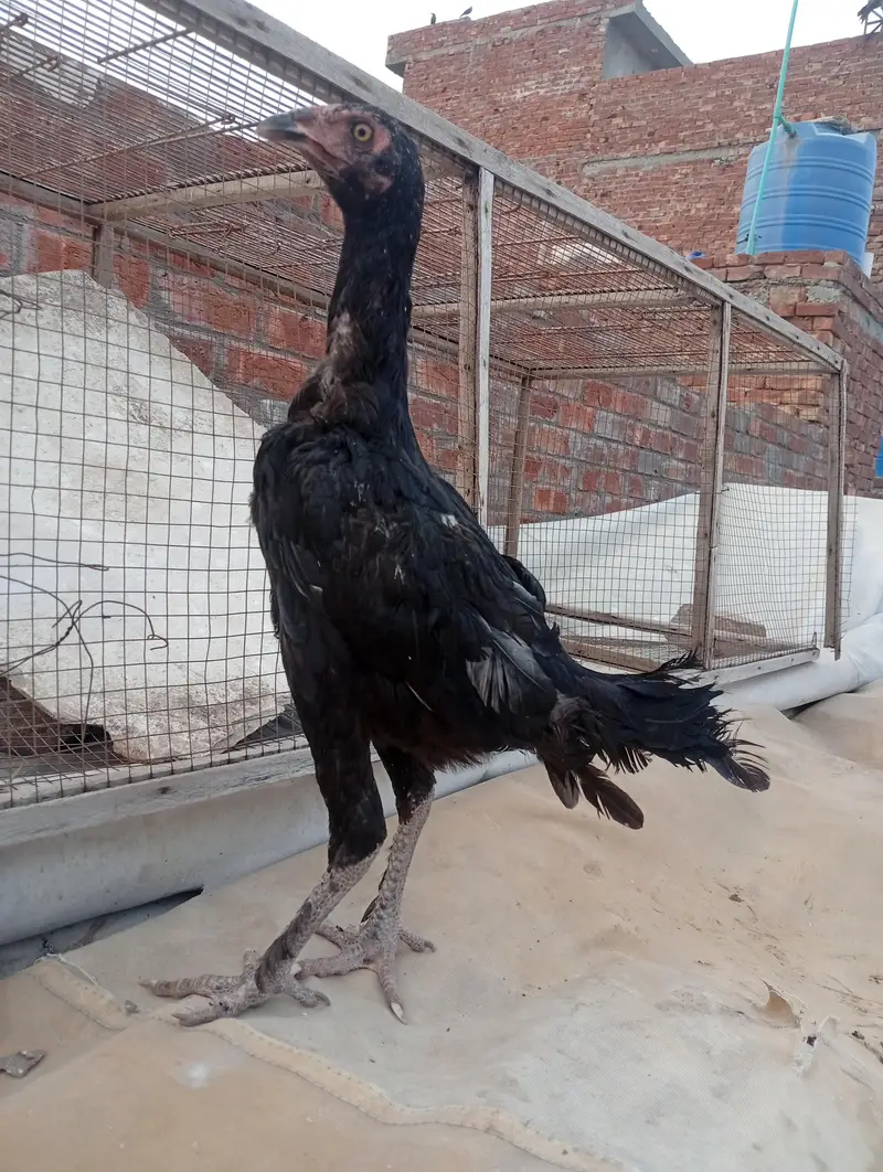 parmoz breed Thai close me high quality chicks. 03074327731. — photo 8