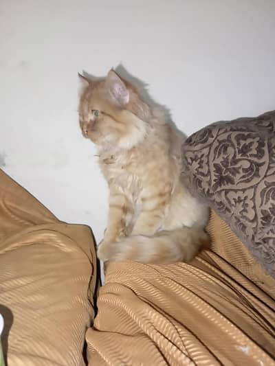 Persian cat