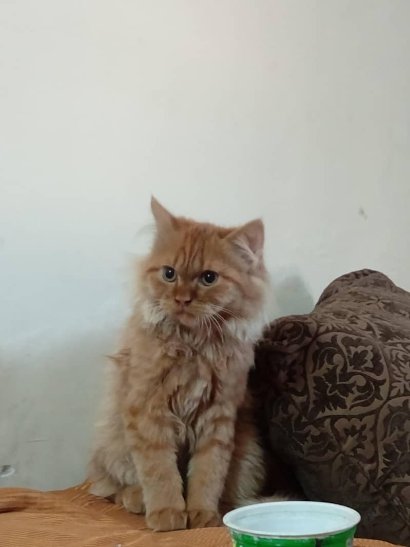 Persian cat 1