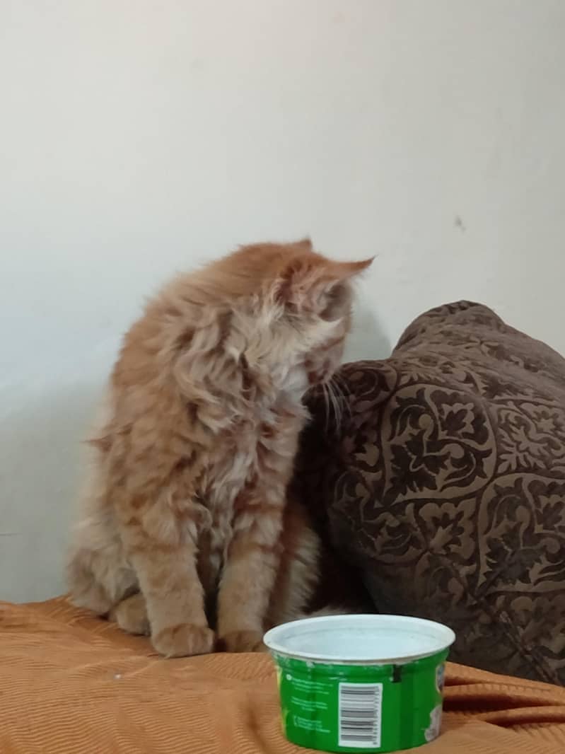 Persian cat 2
