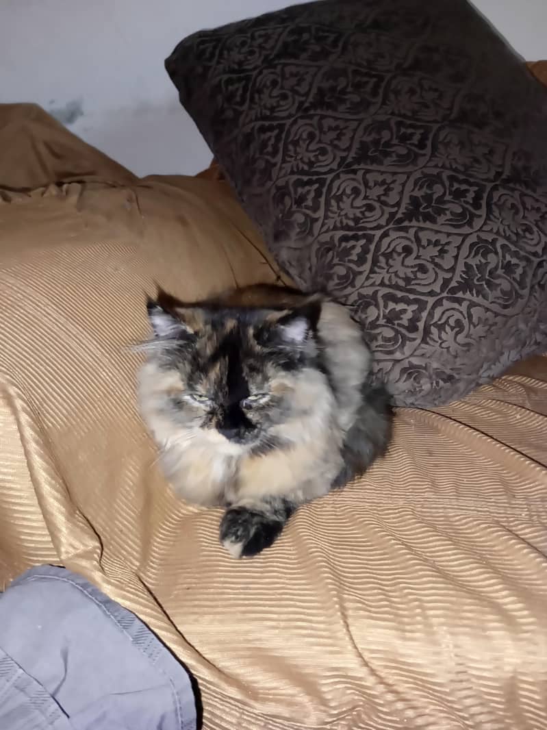 Persian cat 3