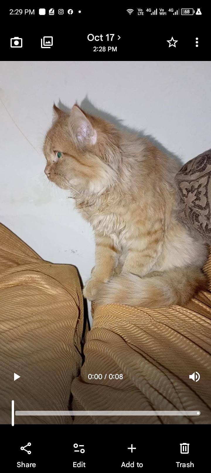Persian cat 4