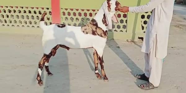 Bakra for sale call me 03263223419