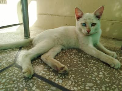 cat for sale