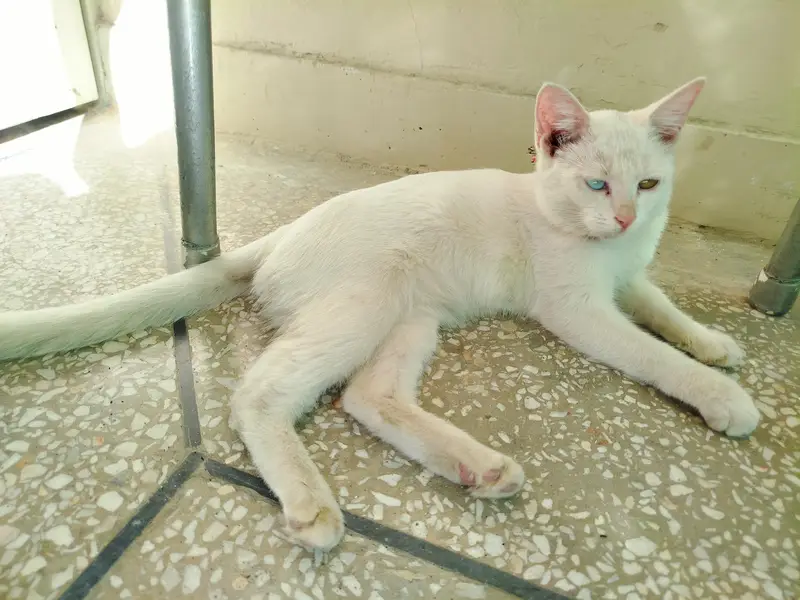 cat for sale — photo 2