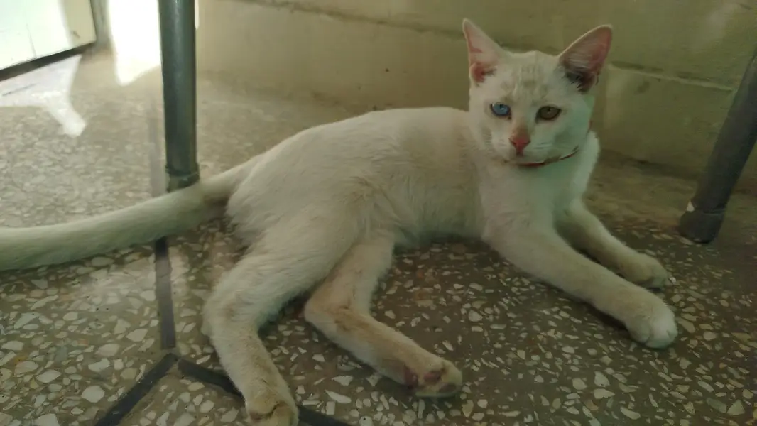 cat for sale — photo 3