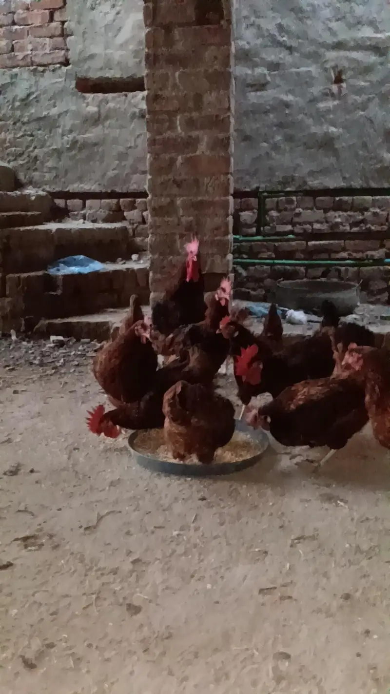 RIR, Rohed island red ,rhod island red — photo 2