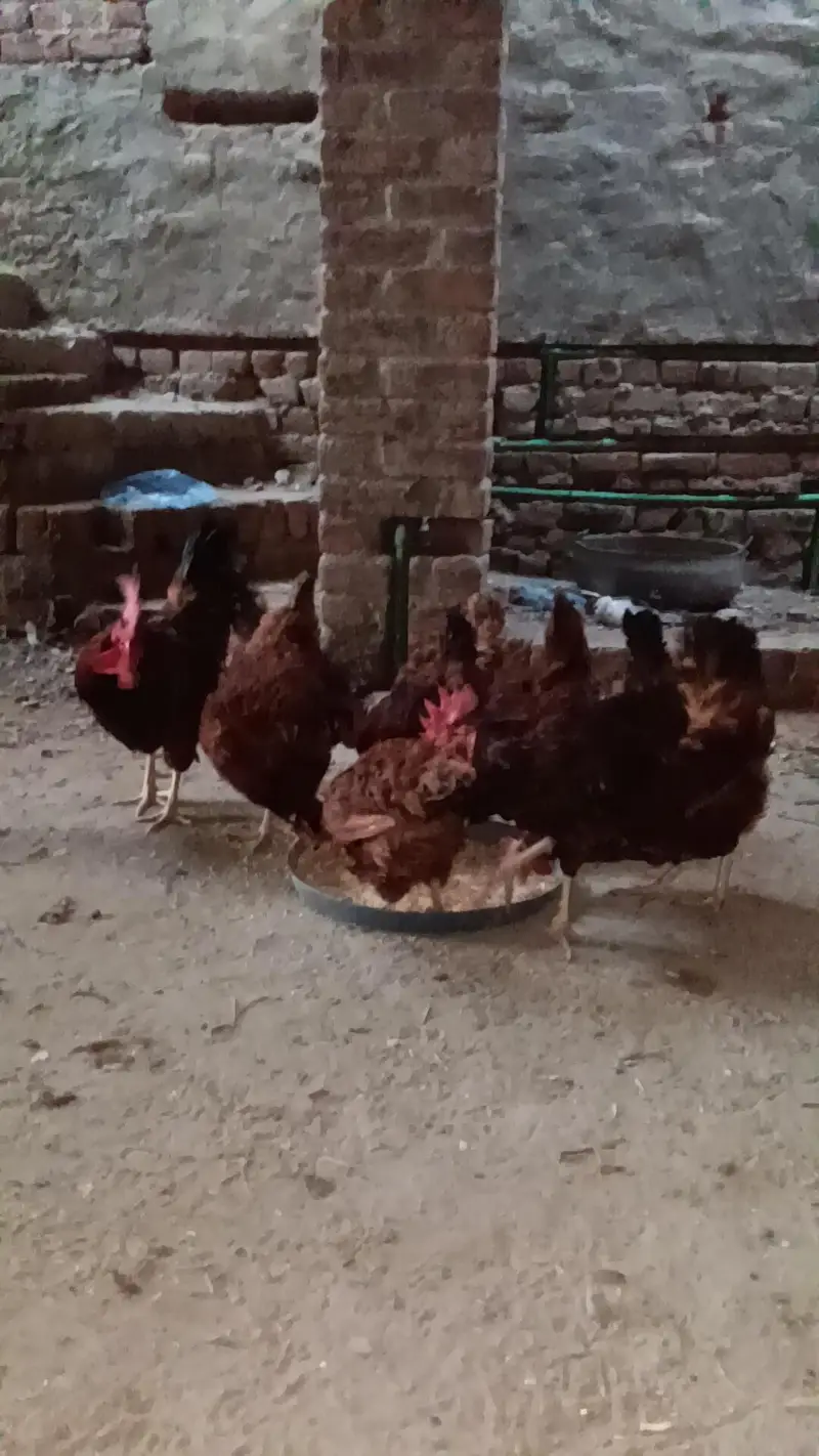 RIR, Rohed island red ,rhod island red — photo 4
