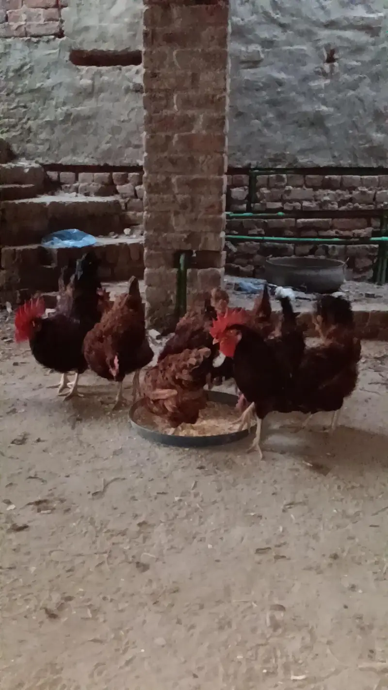 RIR, Rohed island red ,rhod island red — photo 5
