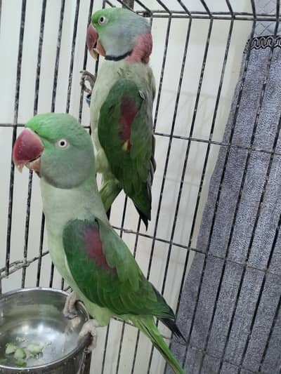 Healthy Kashmiri Pahari breeder pair with cage