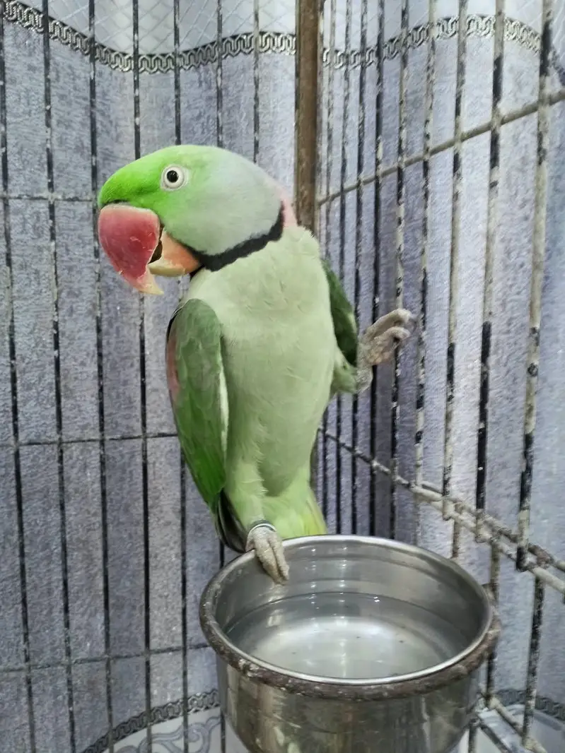 Healthy Kashmiri Pahari breeder pair with cage — photo 2